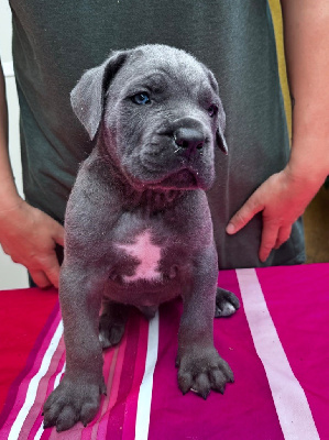 De La Tour Du Mont D'Or - Cane Corso - Portée née le 25/07/2024