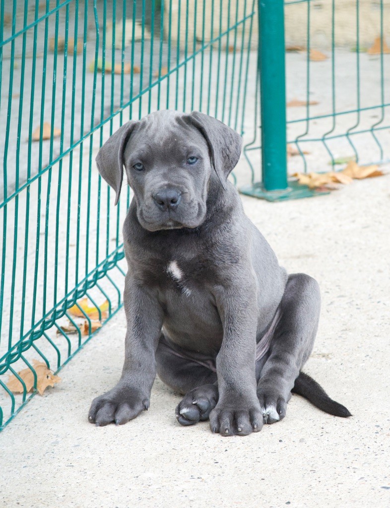 De La Tour Du Mont D'Or - Chiot disponible  - Cane Corso