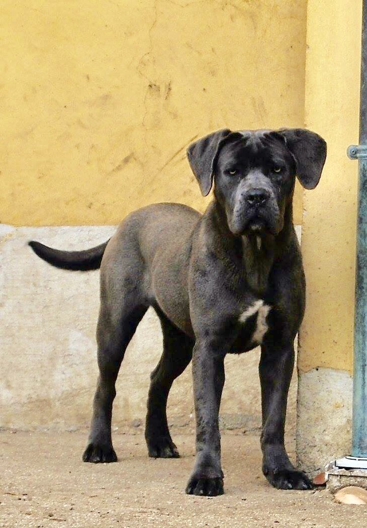 Odessa della Valle dei Lord
