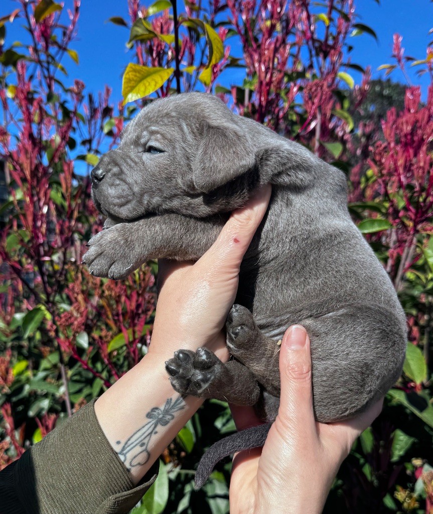 De La Tour Du Mont D'Or - Chiots disponibles - Cane Corso