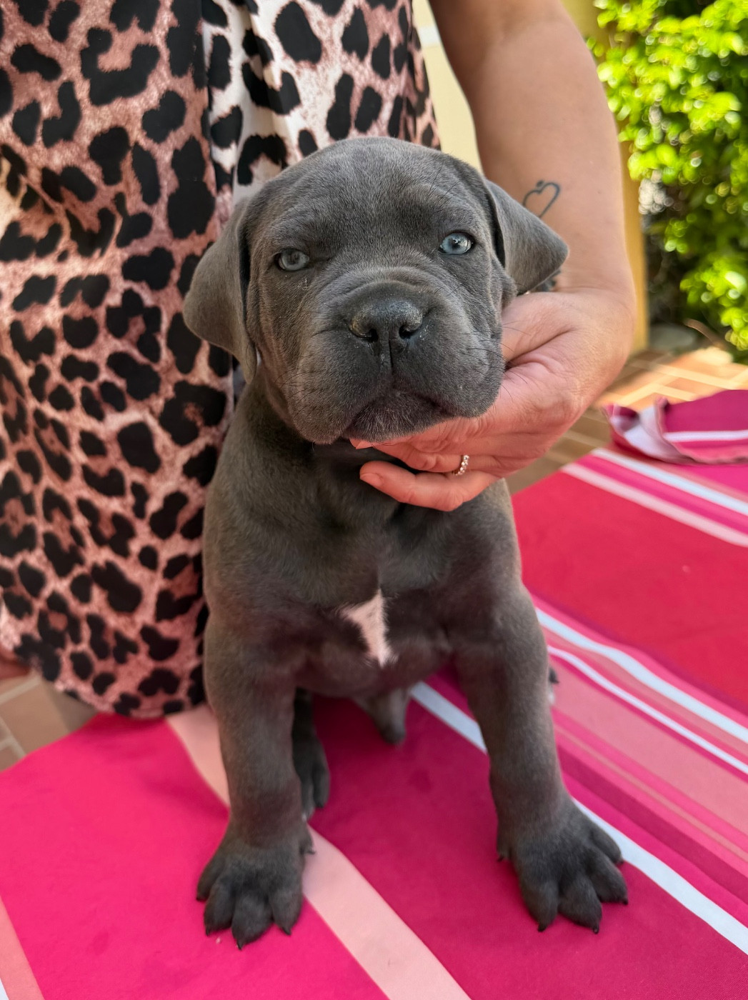 De La Tour Du Mont D'Or - Chiots disponibles - Cane Corso
