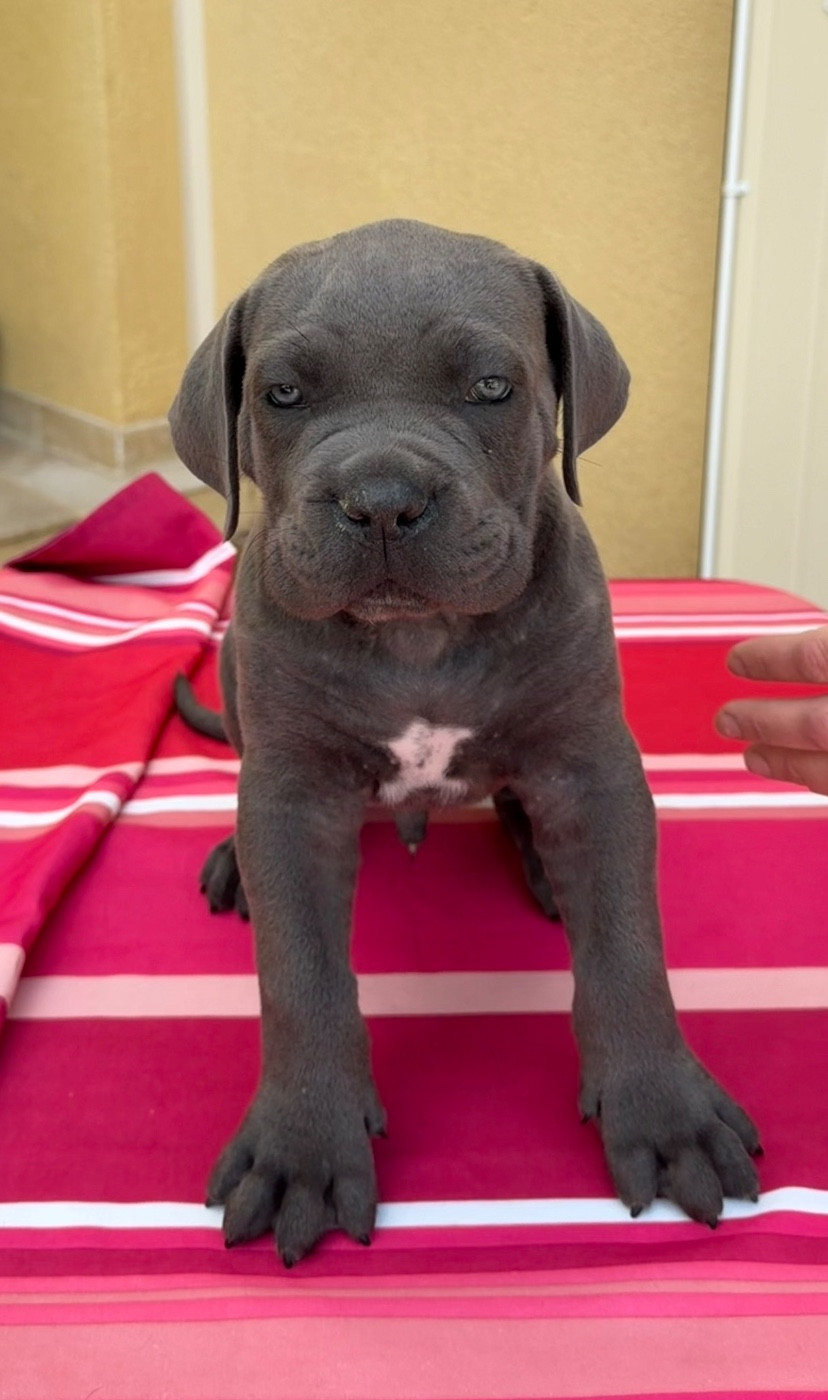 De La Tour Du Mont D'Or - Chiots disponibles - Cane Corso