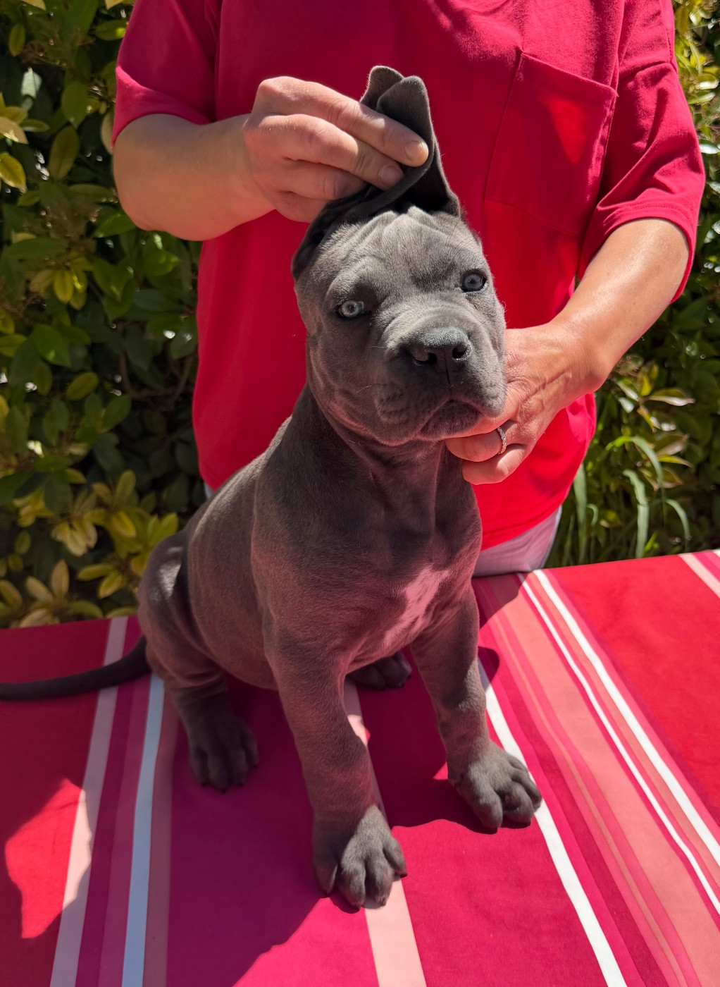 De La Tour Du Mont D'Or - Chiots disponibles - Cane Corso