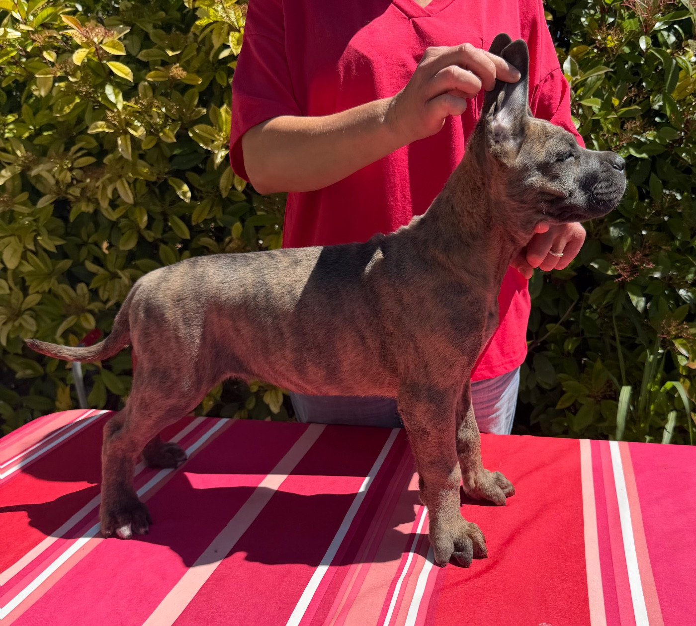 De La Tour Du Mont D'Or - Chiots disponibles - Cane Corso