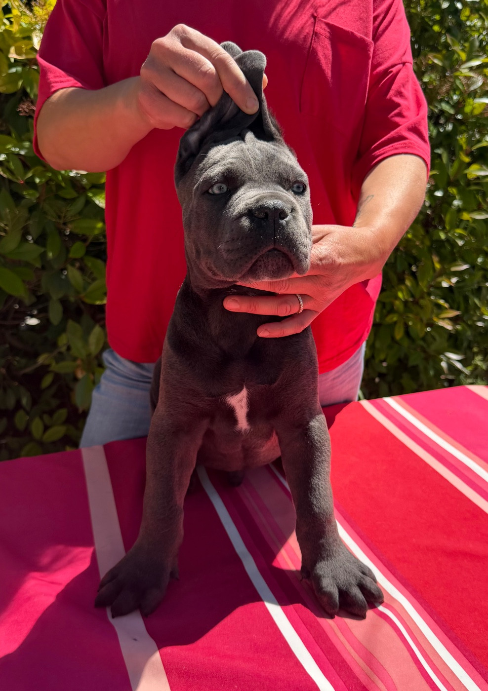 De La Tour Du Mont D'Or - Chiots disponibles - Cane Corso