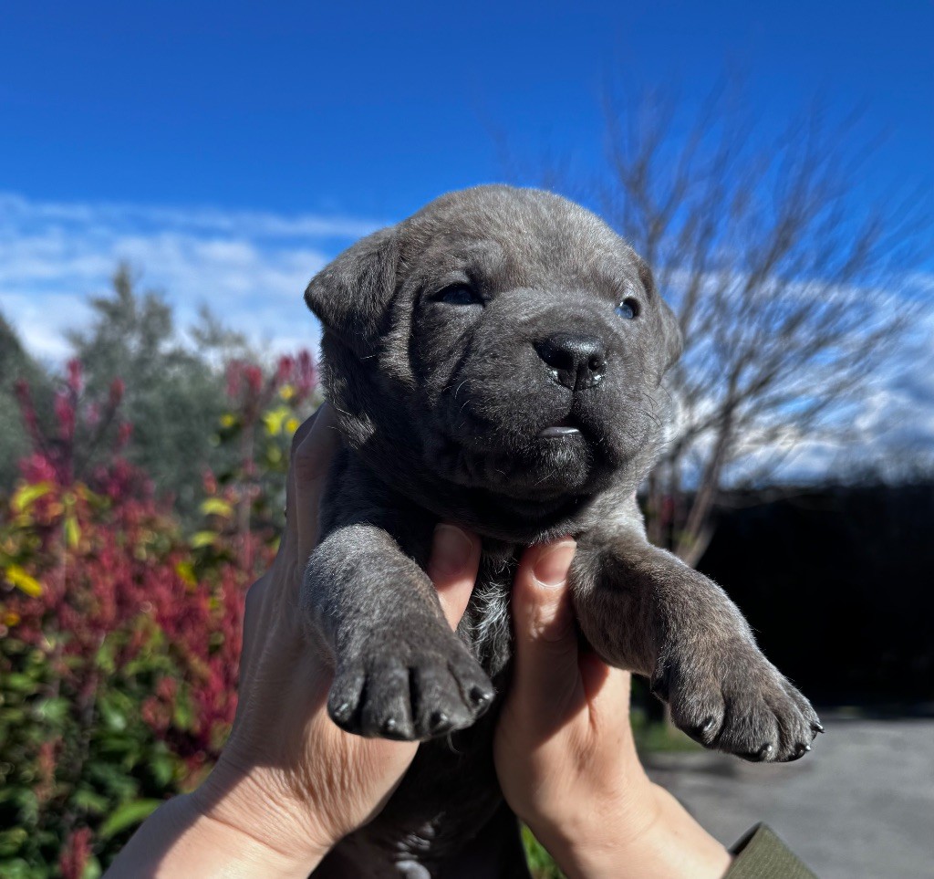 De La Tour Du Mont D'Or - Chiots disponibles - Cane Corso