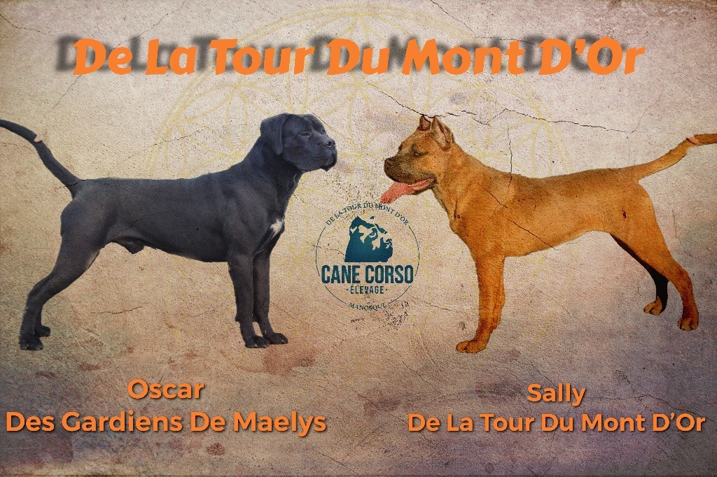 De La Tour Du Mont D'Or - Cane Corso - Portée née le 15/01/2024