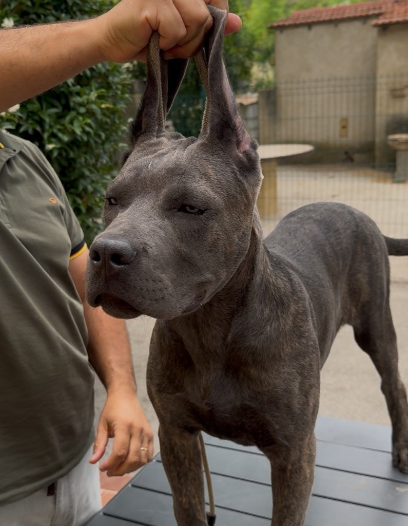 De La Tour Du Mont D'Or - Chiots disponibles - Cane Corso