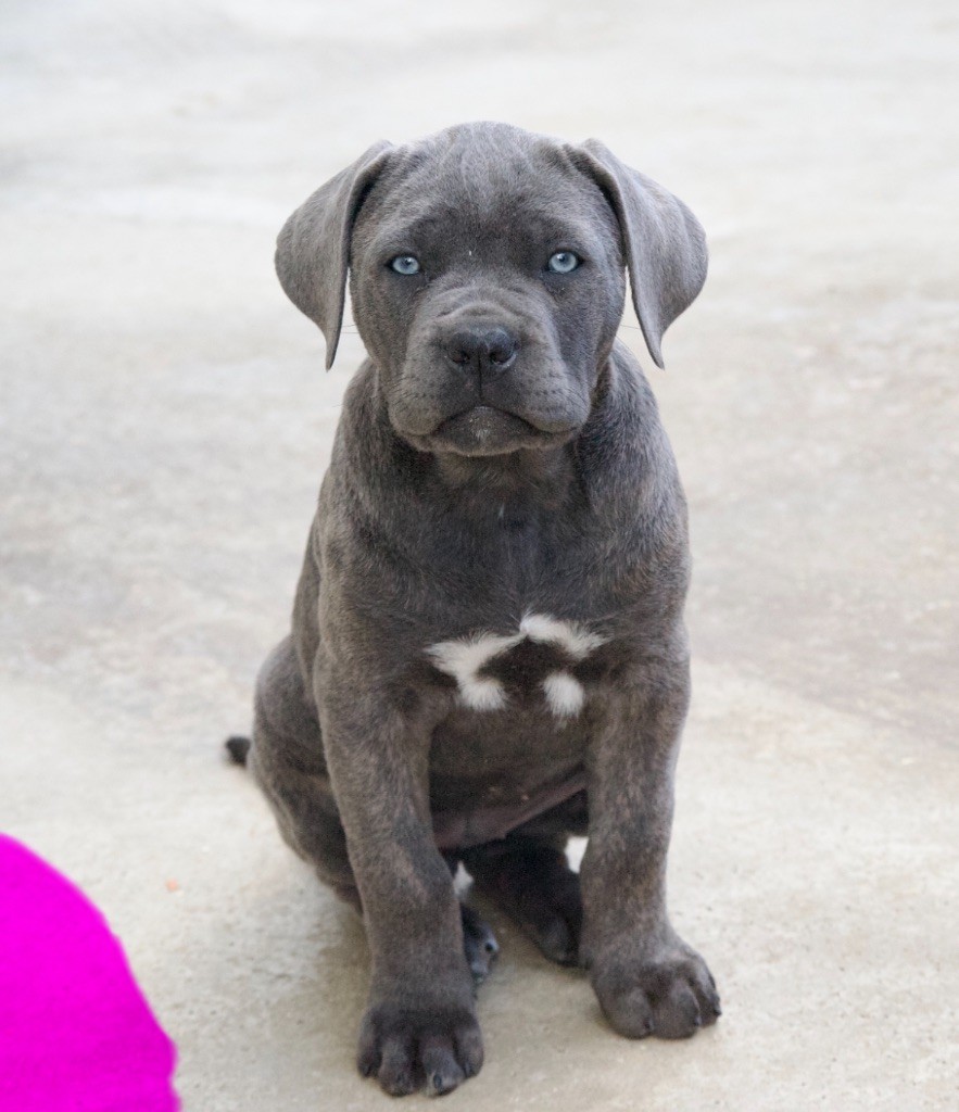 De La Tour Du Mont D'Or - Chiots disponibles - Cane Corso