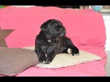 De La Tour Du Mont D'Or - Cane Corso - Portée née le 20/12/2017