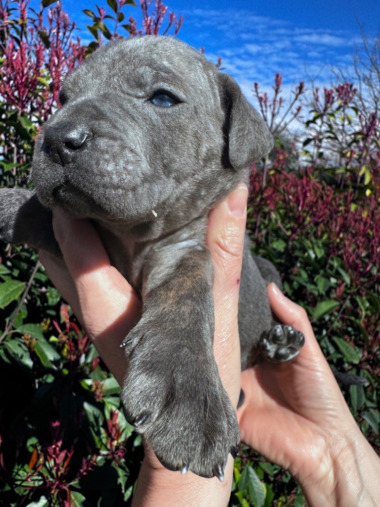 De La Tour Du Mont D'Or - Chiots disponibles - Cane Corso