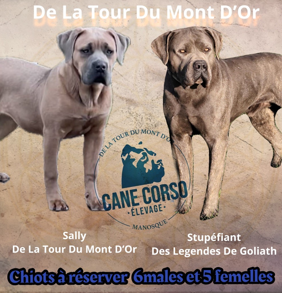 Chiot Cane Corso De La Tour Du Mont D'Or