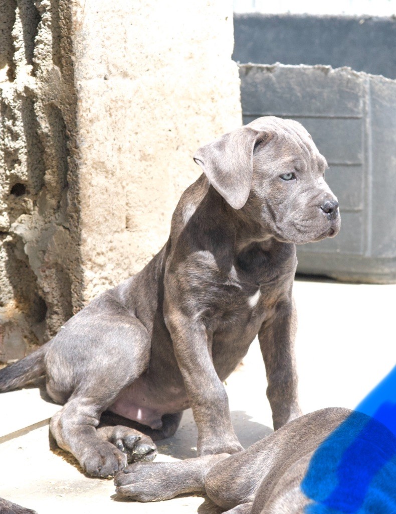 De La Tour Du Mont D'Or - Chiots disponibles - Cane Corso
