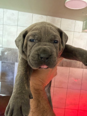 CHIOT 2