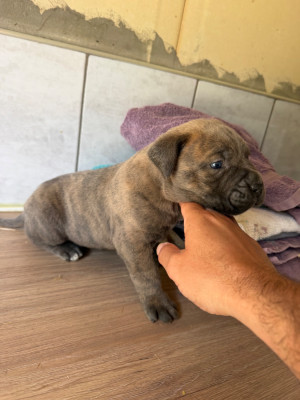 CHIOT 1