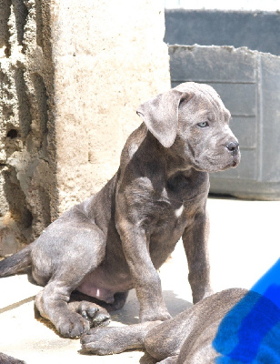 CHIOT