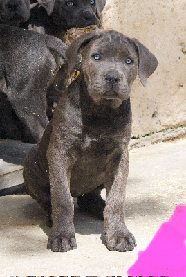 CHIOT