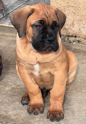 CHIOT