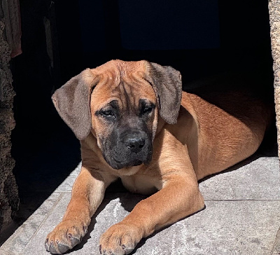 CHIOT