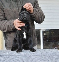CHIOT