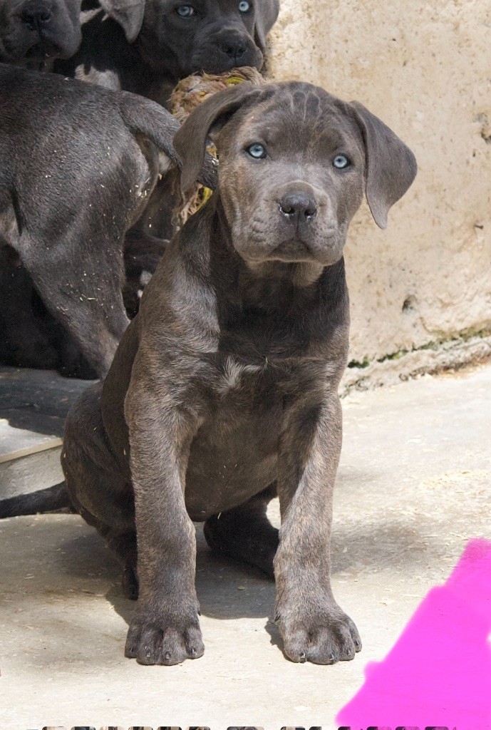 De La Tour Du Mont D'Or - Chiots disponibles - Cane Corso