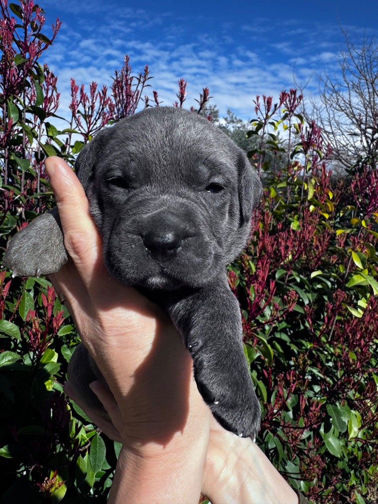 De La Tour Du Mont D'Or - Chiots disponibles - Cane Corso