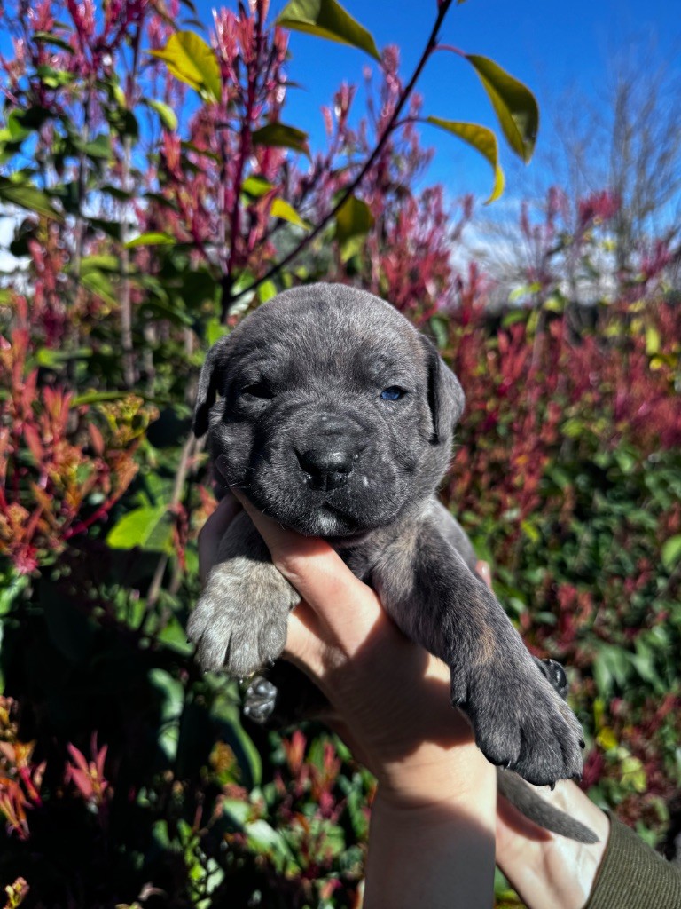 De La Tour Du Mont D'Or - Chiots disponibles - Cane Corso