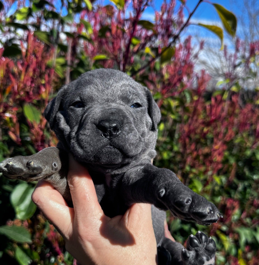 De La Tour Du Mont D'Or - Chiots disponibles - Cane Corso