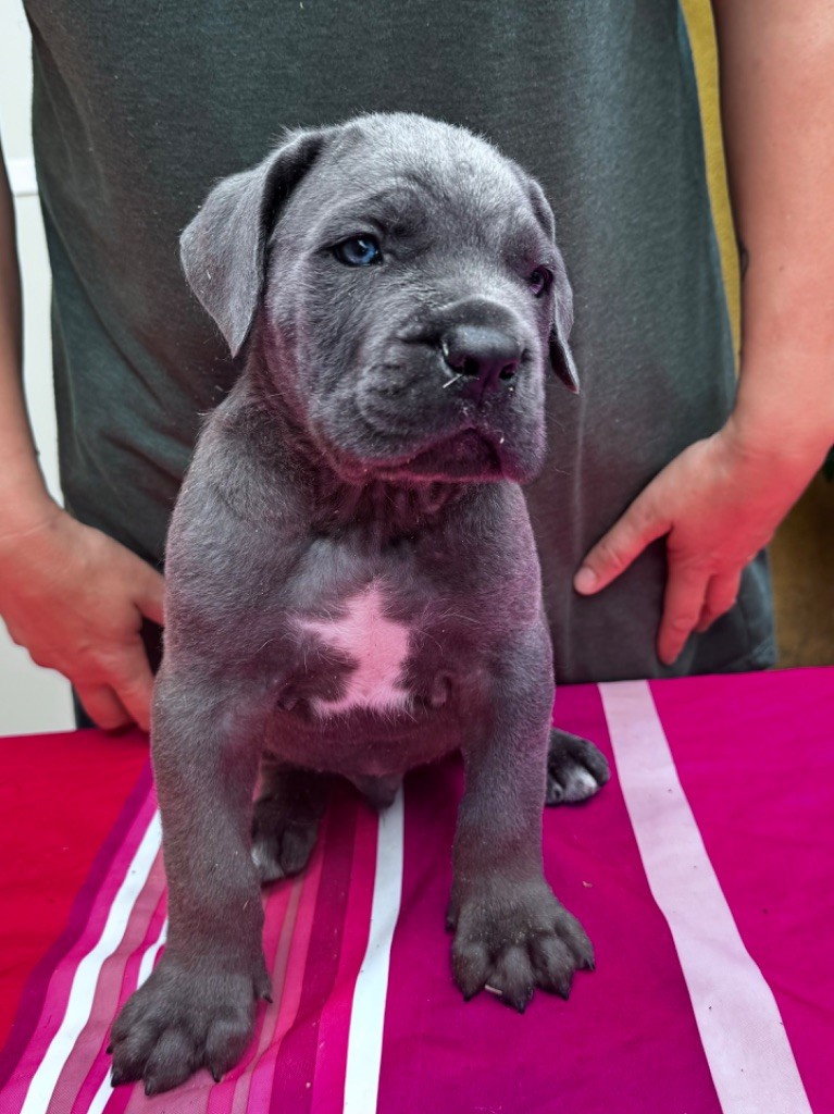 De La Tour Du Mont D'Or - Cane Corso - Portée née le 25/07/2024