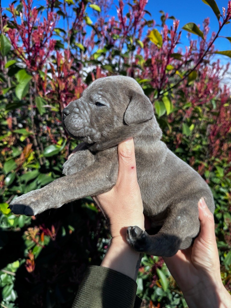 De La Tour Du Mont D'Or - Chiots disponibles - Cane Corso